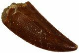 Serrated, Raptor Tooth - Real Dinosaur Tooth #296742-1